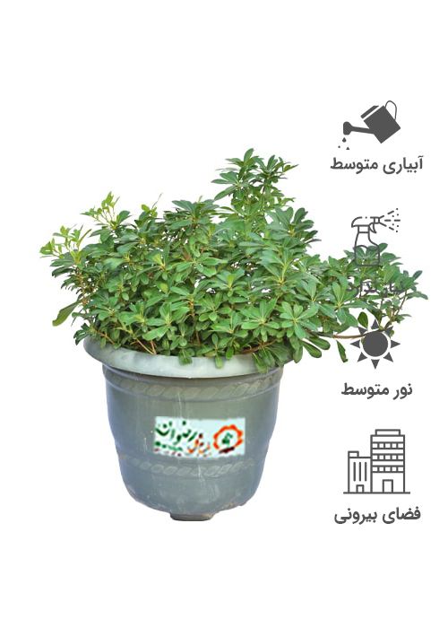 پیتسپروم (میخک ژاپنی) سطل وصال — تصویر 1
