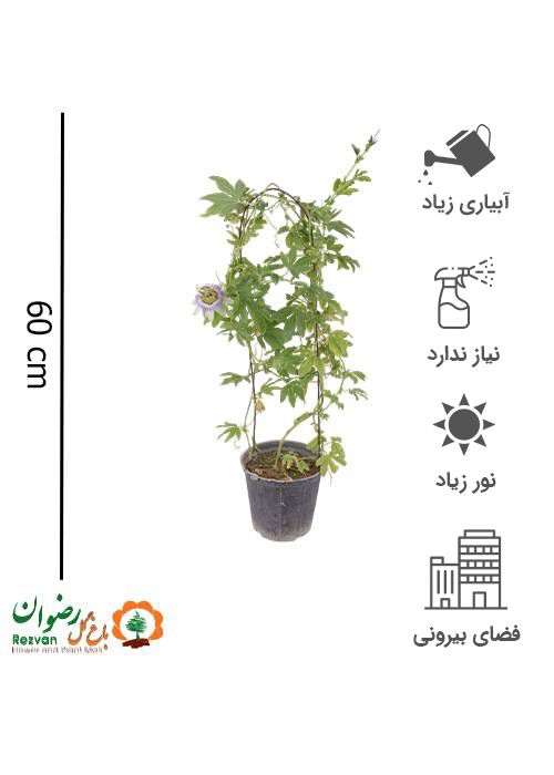 گیاه پیچ ساعتی