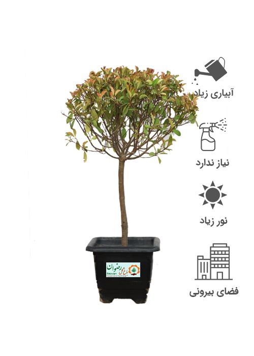 گیاه فیتونیا پایه دار ارتفاع 170 الی 190
