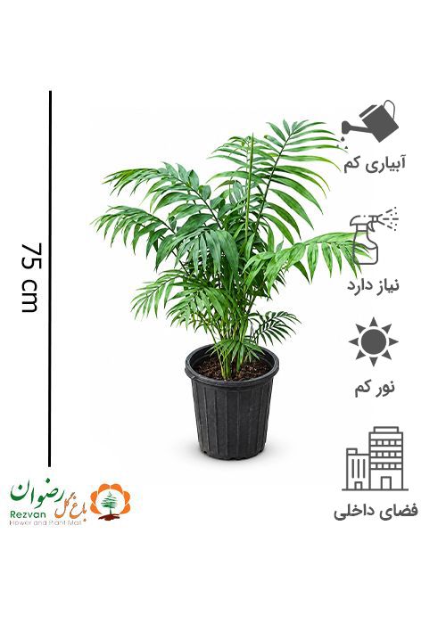 گیاه شامادورا سطل 10