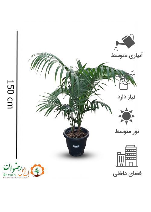 نخل کنتیا گرد 6 با انواع گلدان