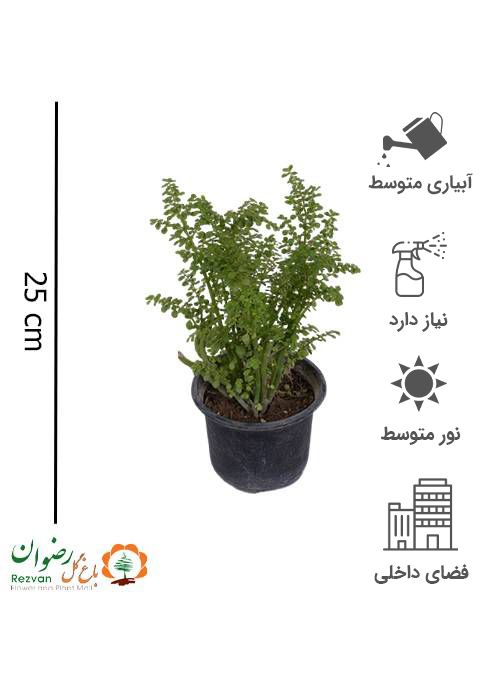 گیاه ونوسیا گلدان 14