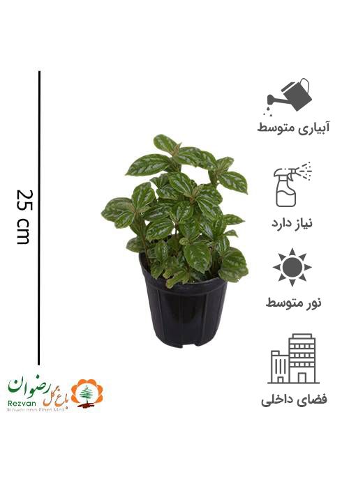 گیاه پیله آ گلدان 17