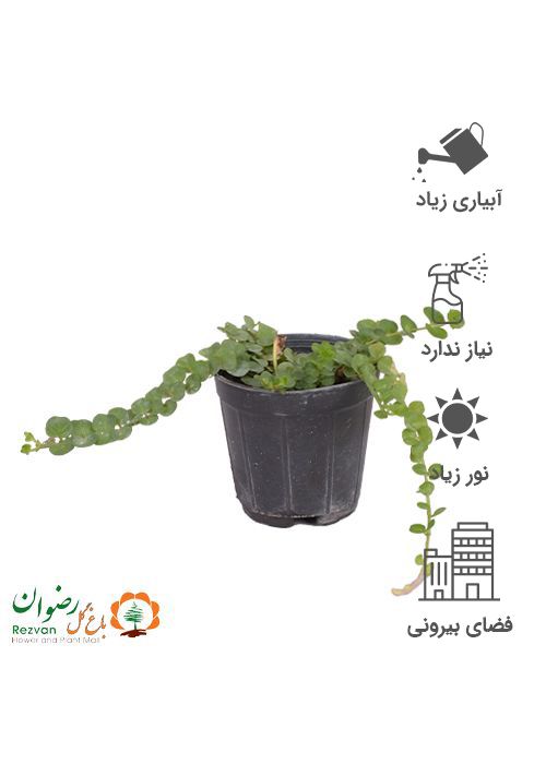 گیاه لیزوماکیا گلدان 10