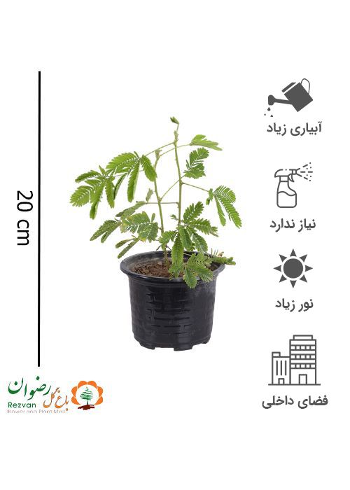 گیاه قهر و آشتی گلدان 10