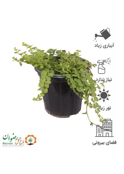 گیاه لیزوماکیا گلدان 16