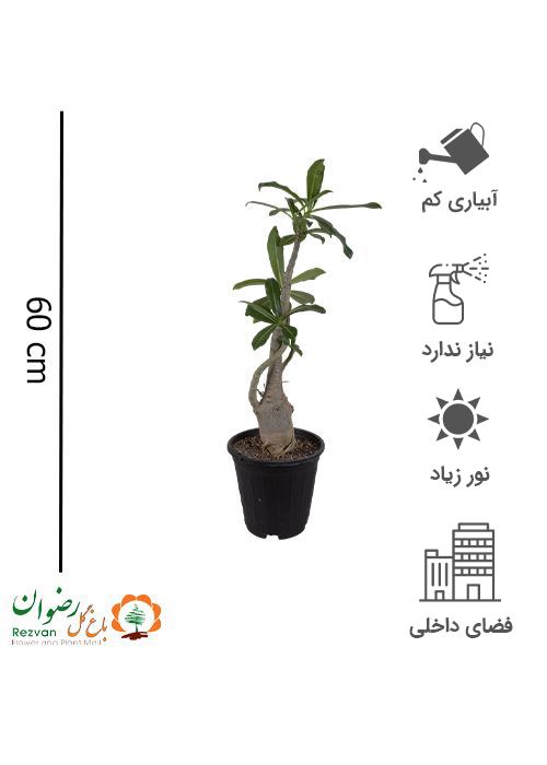 آدنیوم سطل 4 — تصویر 1