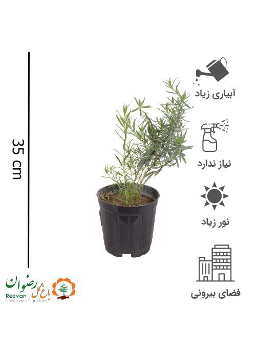 گیاه ترخون گلدان 14