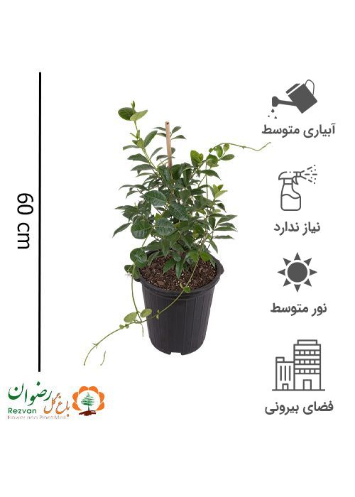 یاس جاسمین سطل 10