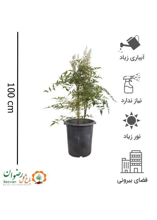 گیاه ناندینا سایز سطل نیم زباله — تصویر 1