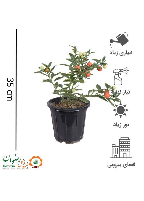 گیاه فلفل گیلاسی زینتی سطل 3