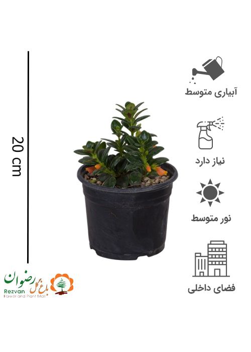 نماتانتوس گلدان 14