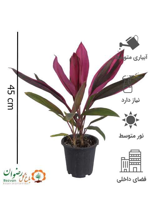 گیاه کردلین CT1