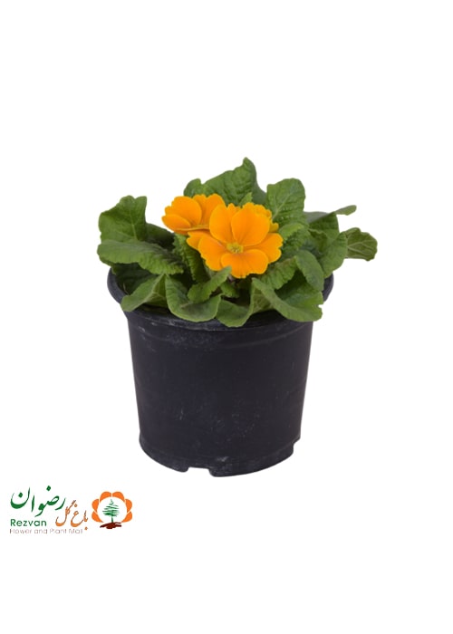 گیاه پامچال