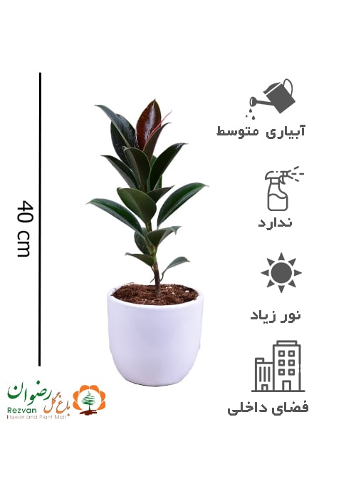 گیاه فیکوس بلک مینیاتوری با گلدان سرامیکی FE4