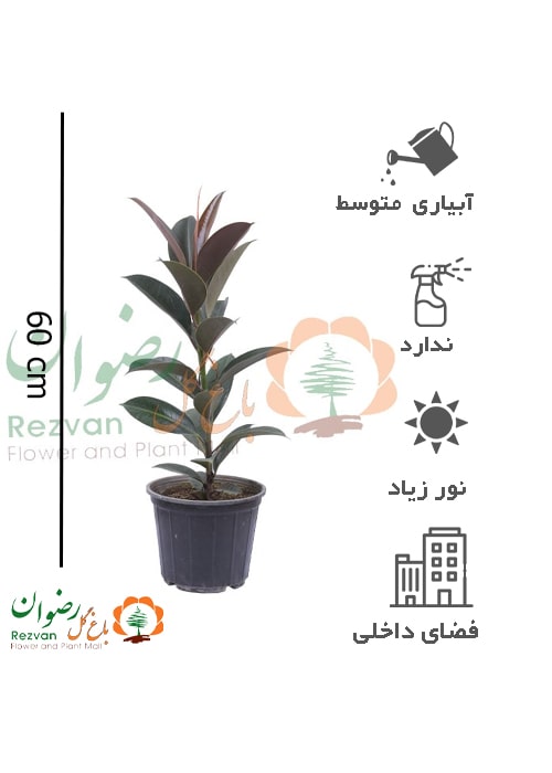 گیاه فیکوس بلک مینیاتوری گلدان سطل 4