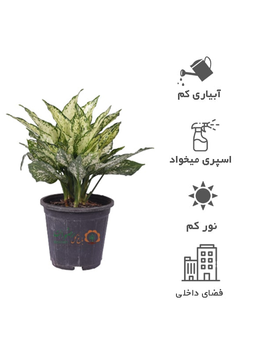 گیاه آگلونما سفید سطل4 AS8 — تصویر 1