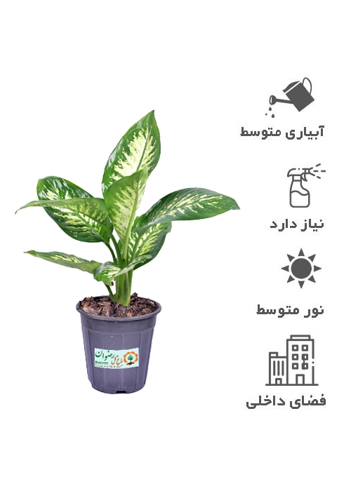 گیاه دیفن باخیا سطل 7 DD4 — تصویر 1