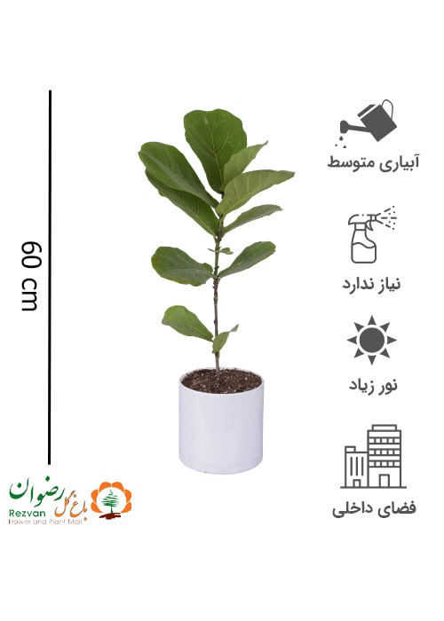 گیاه فیکوس لیراتا با گلدان مهرنی 20 سفید کد FL1