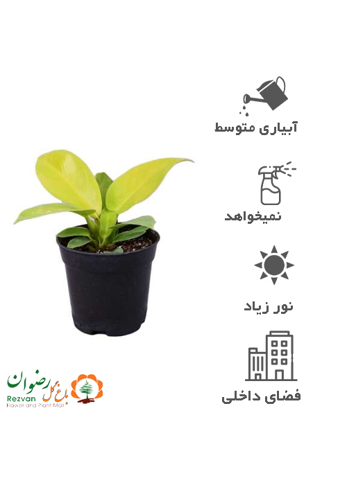 فیلودندرون نئون سایز کوچک PL1