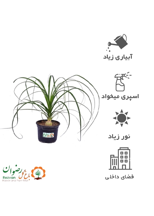 گیاه لیندا BR3