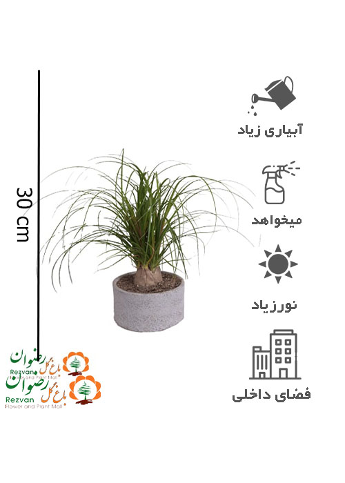 گیاه لیندا با گلدان سفالی BR1