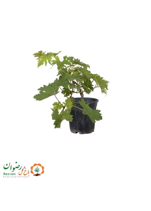 مو ( انگور ) سطل 7
