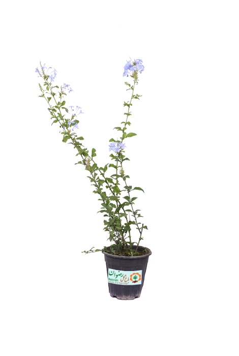 یاس آبی سطل 4