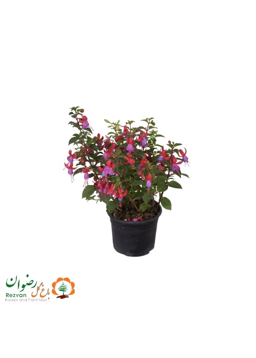گیاه فوشیا ( گل گوشواره ) گلدان 14