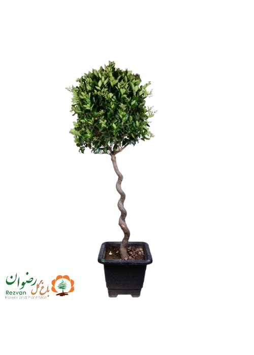 گیاه یاس هلندی پایه دار تنه پیچ باارتفاع 140 الی 260 سانتی متر جعبه 50