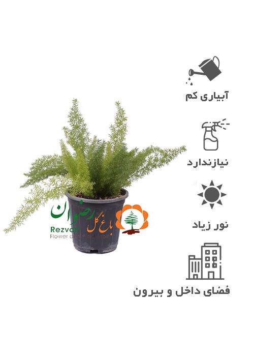 گیاه شویدی دم روباهی — تصویر 1