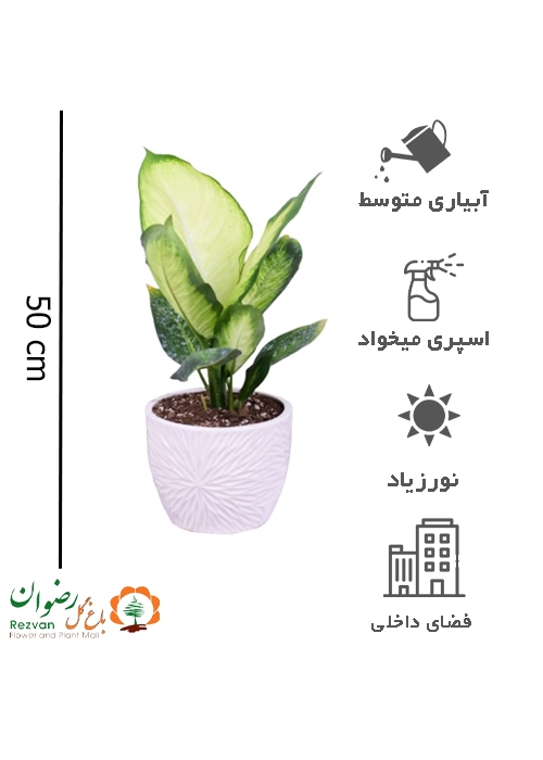 گیاه دیفن کاملیا با گلدان سرامیکی سفید DA2