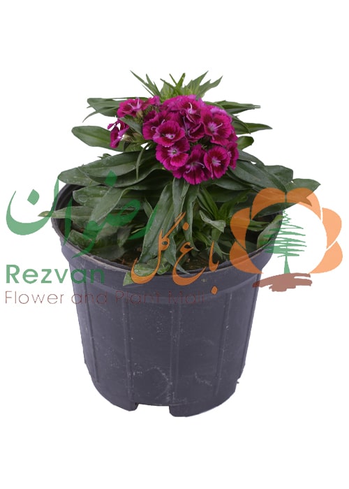 گیاه قرنفل