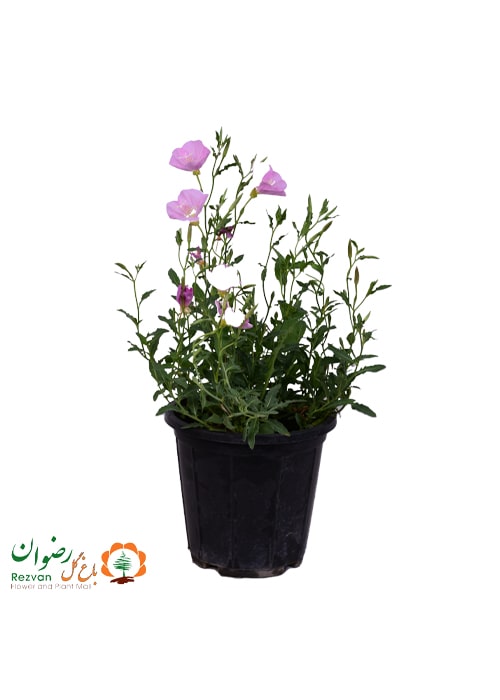 گیاه مغربی ارتفاع 30 الی 40 (کد 421)