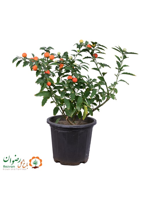 گیاه فلفل گیلاسی ارتفاع 40 الی 50(کد 417)