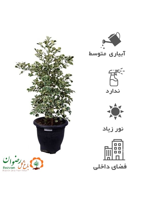 فیکوس دلتا FD1