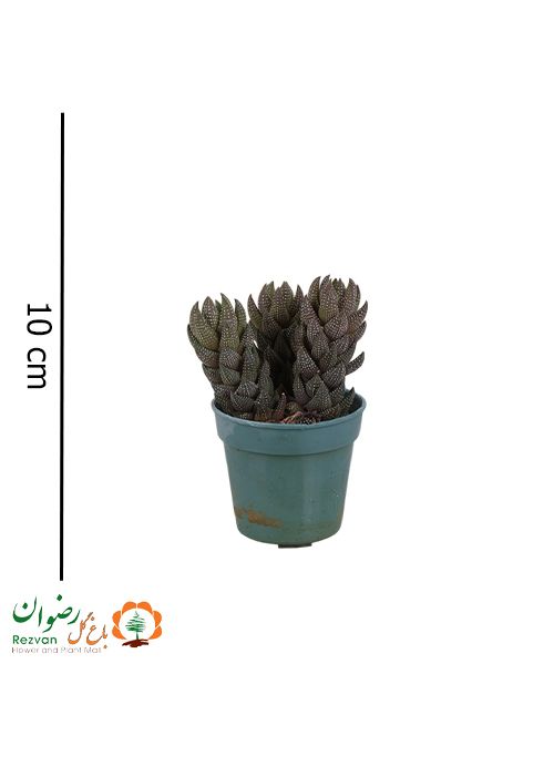 هاورتیا ستونی گلدان 10