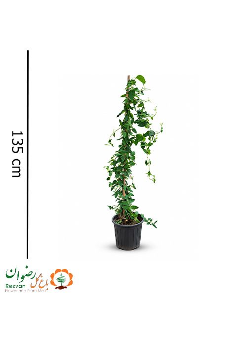 گیاه یاس امین الدوله سطل 10
