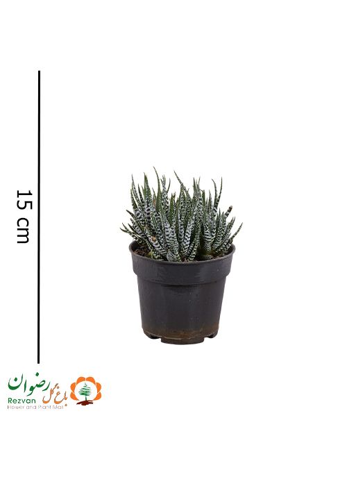 هاورتیا آلبینا گلدان 12