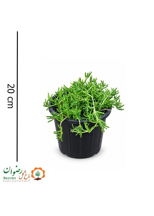 گیاه ناز گیسو سطل 4