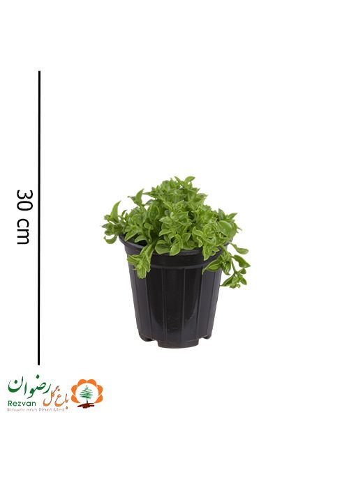 گیاه ناز ژاپنی سطل 7