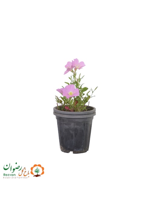 گیاه مغربی ( اونترا )
