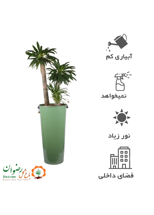 گیاه نخل ماداگاسکار با گلدان فلزی — تصویر 1