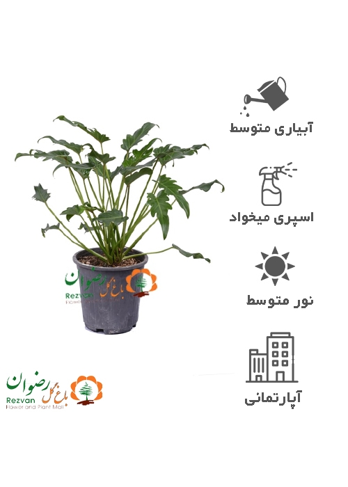 گیاه برگ انجیری مینیاتوری سلوم سطل 4 MD17