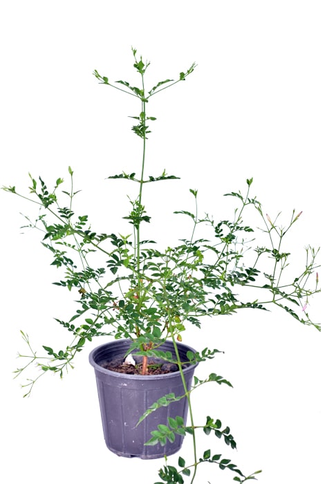 گیاه یاس چمپا سطل 4