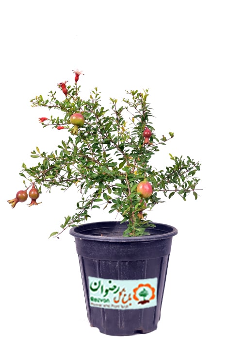 گیاه انار زینتی سطل 7