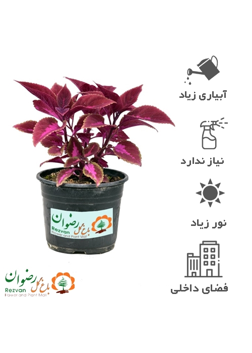 گیاه حسن یوسف