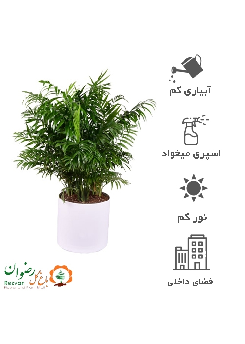 گیاه نخل شامادورا سایز سوپر با گلدان مهرنی35B ce1
