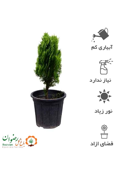 گیاه کامیس پاریس زعفرانی سطل 7