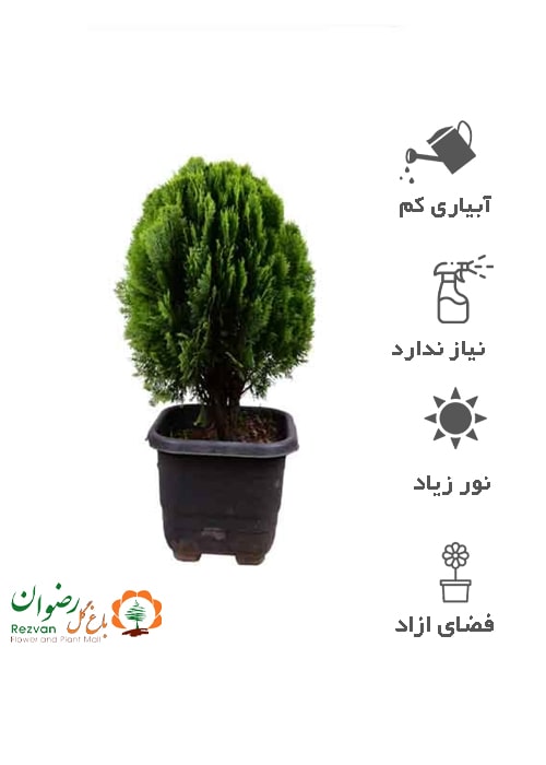گیاه سرو کامیس پاریس جعبه 40